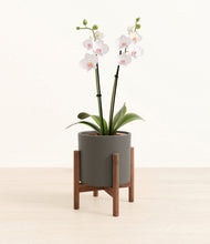 Load image into Gallery viewer, Dark Olive stand:walnut