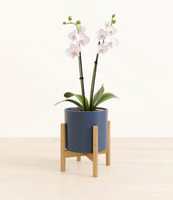 Load image into Gallery viewer, Deep Navy stand:bamboo