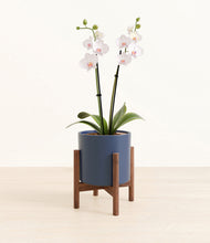 Load image into Gallery viewer, Deep Navy stand:walnut