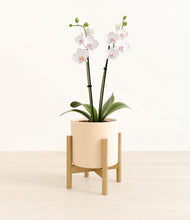 Load image into Gallery viewer, Cream stand:bamboo