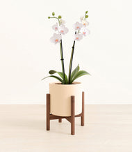 Load image into Gallery viewer, Cream stand:walnut