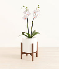 Load image into Gallery viewer, White stand:walnut