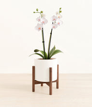 Load image into Gallery viewer, White stand:walnut