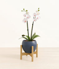 Load image into Gallery viewer, Deep Navy stand:bamboo