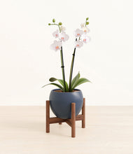 Load image into Gallery viewer, Deep Navy stand:walnut