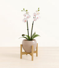 Load image into Gallery viewer, Desert Brown stand:bamboo