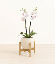 Load image into Gallery viewer, Shiny EggWhite stand:bamboo