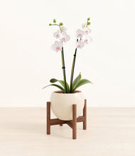 Load image into Gallery viewer, Shiny EggWhite stand:walnut