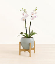 Load image into Gallery viewer, Deep Ocean stand:bamboo