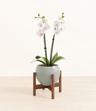 Load image into Gallery viewer, Deep Ocean stand:walnut