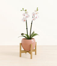 Load image into Gallery viewer, Calm Rose stand:bamboo