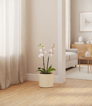 Load image into Gallery viewer, Cream