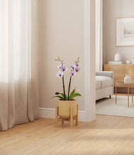 Load image into Gallery viewer, Almond Green stand:bamboo