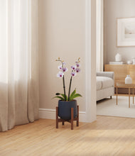 Load image into Gallery viewer, Deep Navy stand:walnut