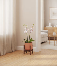 Load image into Gallery viewer, Calm Rose stand:walnut