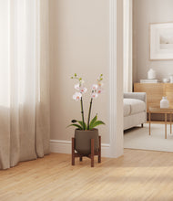 Load image into Gallery viewer, Olive stand:walnut