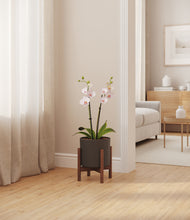 Load image into Gallery viewer, Dark Olive stand:walnut