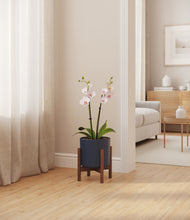 Load image into Gallery viewer, Deep Navy stand:walnut