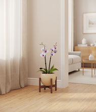 Load image into Gallery viewer, Shiny EggWhite stand:walnut