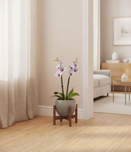 Load image into Gallery viewer, Deep Ocean stand:walnut