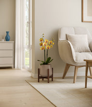 Load image into Gallery viewer, Eternal Gray stand:walnut