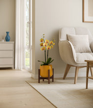 Load image into Gallery viewer, Mustard stand:walnut