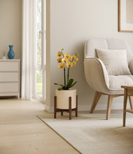 Load image into Gallery viewer, Cream stand:walnut