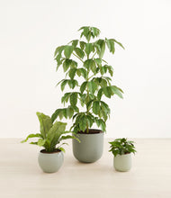 Load image into Gallery viewer, Earthy*****Profile