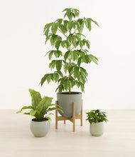 Load image into Gallery viewer, Earthy stand:one_stand