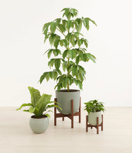 Load image into Gallery viewer, Earthy stand:two_stands