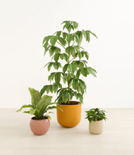 Load image into Gallery viewer, Evening Sky*****Profile