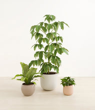 Load image into Gallery viewer, Sandy*****Profile