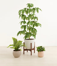 Load image into Gallery viewer, Sandy stand:one_stand