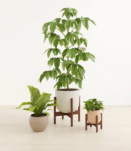 Load image into Gallery viewer, Sandy stand:two_stands