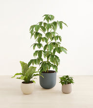 Load image into Gallery viewer, Summer Mist*****Profile