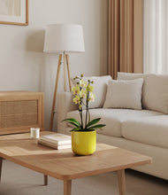 Load image into Gallery viewer, Key Lime Yellow