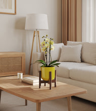Load image into Gallery viewer, Key Lime Yellow stand:walnut