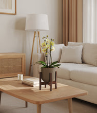 Load image into Gallery viewer, Sage Green stand:walnut