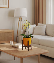Load image into Gallery viewer, Sunset Orange stand:walnut