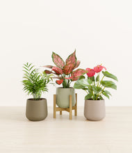 Load image into Gallery viewer, Earthy stand:one_stand