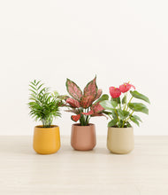 Load image into Gallery viewer, Evening Sky*****Profile