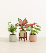 Load image into Gallery viewer, Lily Pad stand:one_stand