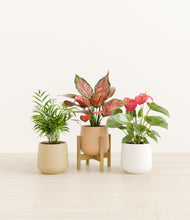 Load image into Gallery viewer, Sandy stand:one_stand