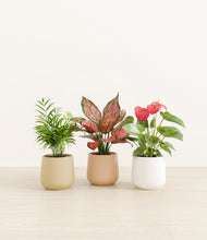 Load image into Gallery viewer, Sandy*****Profile