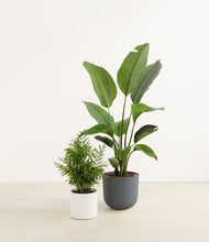 Load image into Gallery viewer, Aloe Vera*****Profile