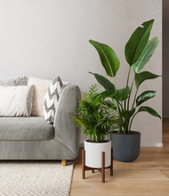 Load image into Gallery viewer, Aloe Vera stand:one_stand