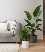 Load image into Gallery viewer, Aloe Vera