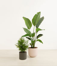 Load image into Gallery viewer, Olive Branch*****Profile