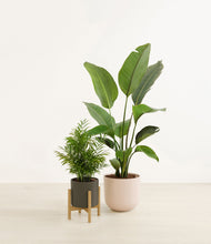 Load image into Gallery viewer, -