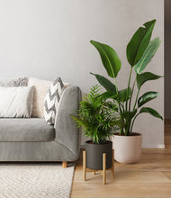 Load image into Gallery viewer, -